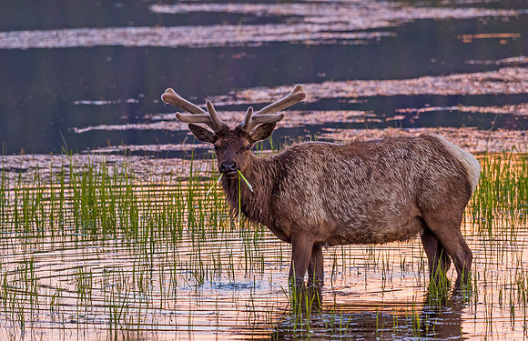 Elk_RMNP_2015_5
