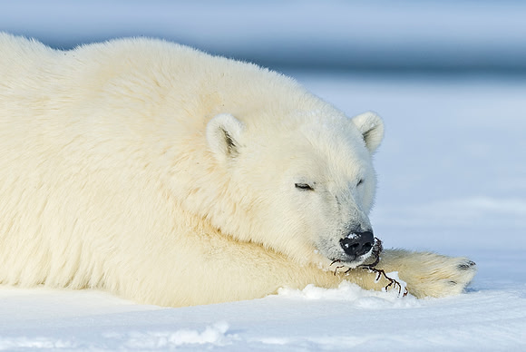 Polar_Bear_31