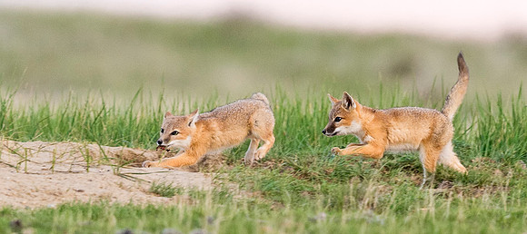 Swift_fox_Pawnee_2015_5