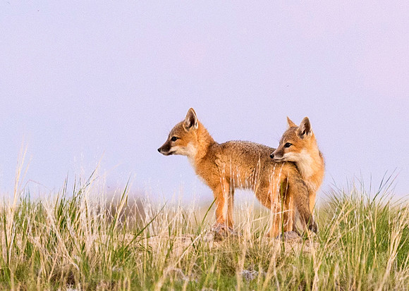 Swift_fox_Pawnee_2015_3