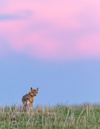 Swift_fox_Pawnee_2015_4