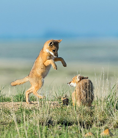 Swift_fox_Pawnee_2015_2