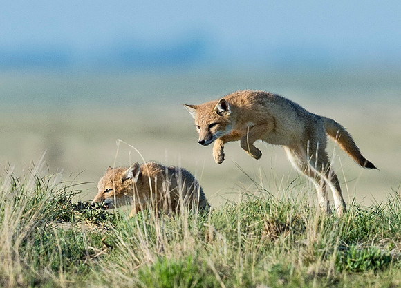 Swift_fox_Pawnee_2015_1