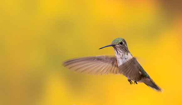 Hummingbird_1