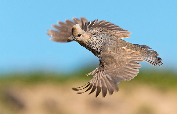 Scaled_quail_2015_1