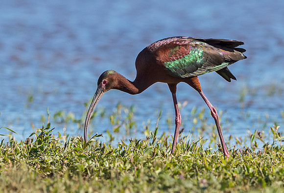 White-faced_ibis_Lamar_2015_1