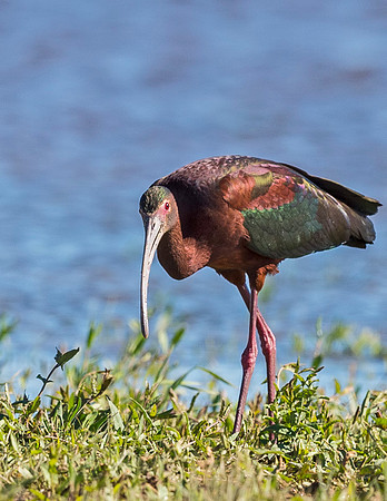 White-faced_ibis_Lamar_2015_2
