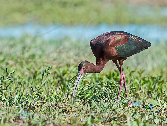 White-faced_ibis_Lamar_2015_3