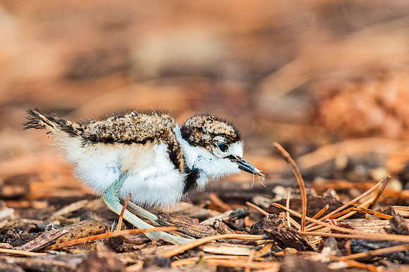 Killdeer_2015_3