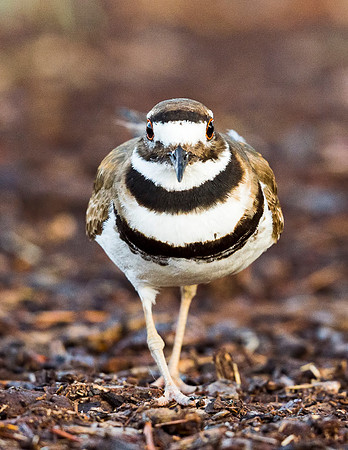 Killdeer_2015_1
