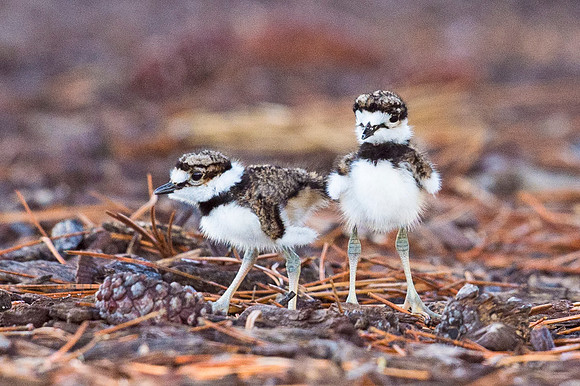 Killdeer_2015_2