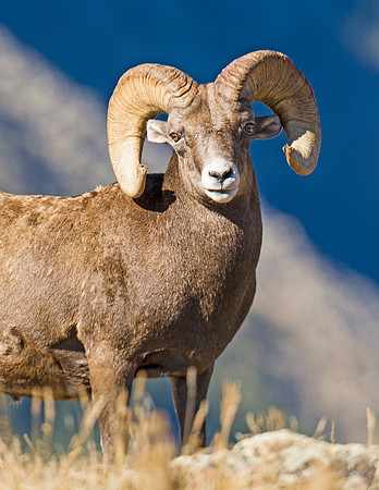 Bighorn_ram_86