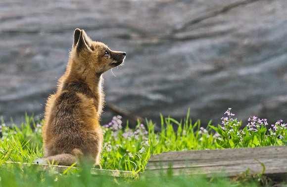 Red_fox_16