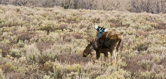 Moose_75