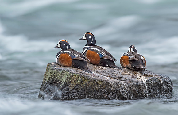Harlequin_duck_YNP_2015_2