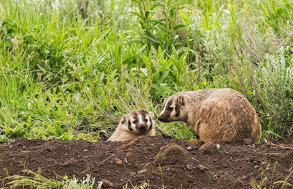 Badger_YNP_2015_1