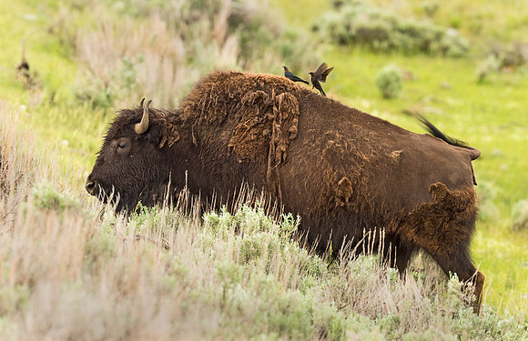 Bison_YNP_2015_1