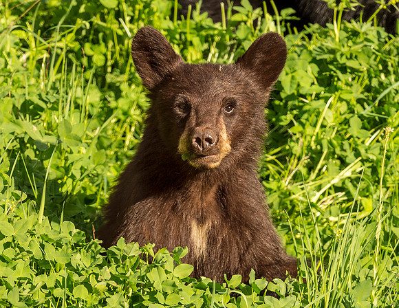 Black_bear_2015_YNP_1