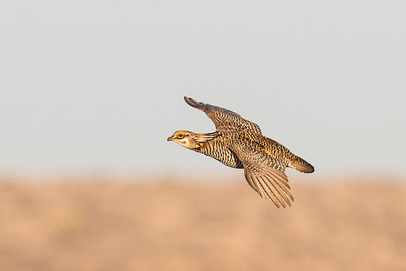 Prairie_chicken_Wray_2015_5