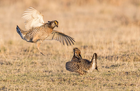 Prairie_chicken_Wray_2015_1