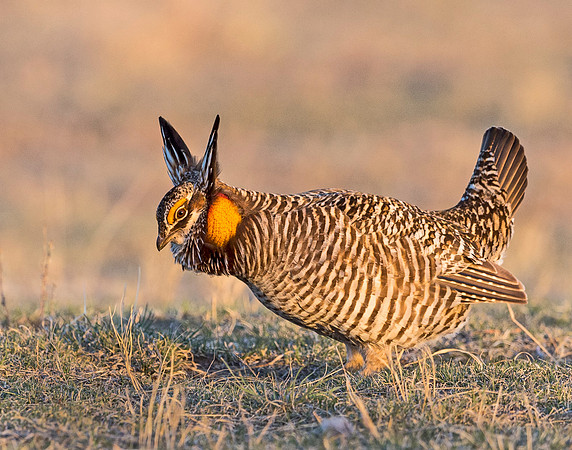 Prairie_chicken_Wray_2015_2