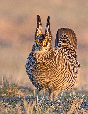 Prairie_chicken_Wray_2015_3