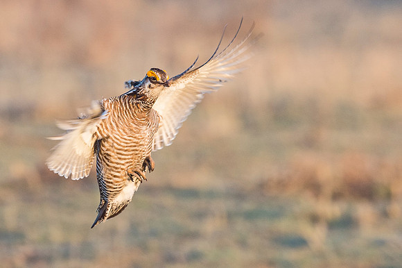 Prairie_chicken_Wray_2015_4