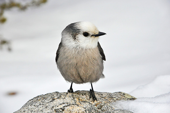 Gray Jay on Rock