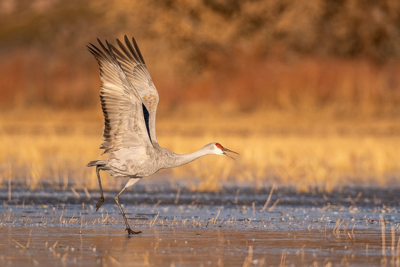 Sandhill_crane_BDANWR_2021_3