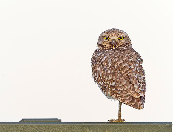 Burrowing_owl_2015_11