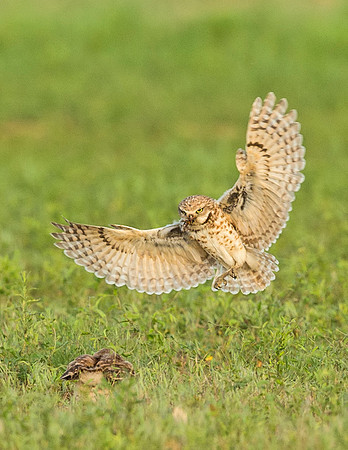 Burrowing_owl_2015_15