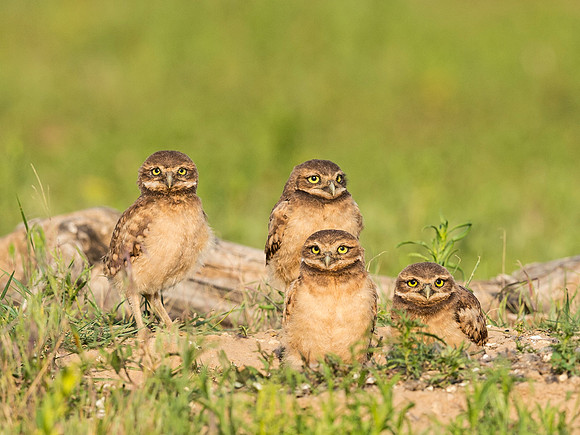 Burrowing_owl_2015_18