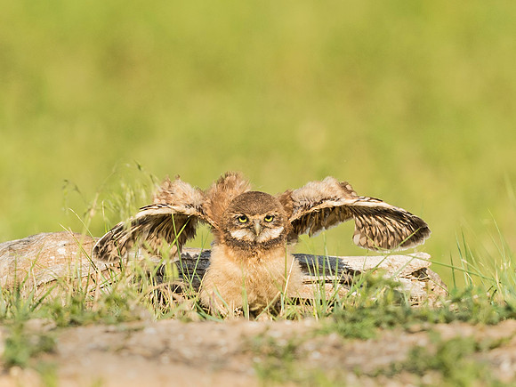 Burrowing_owl_2015_20