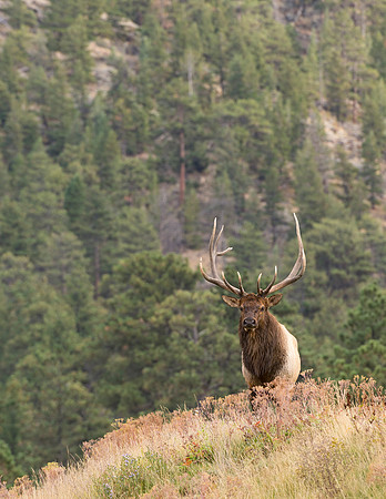 Elk_37