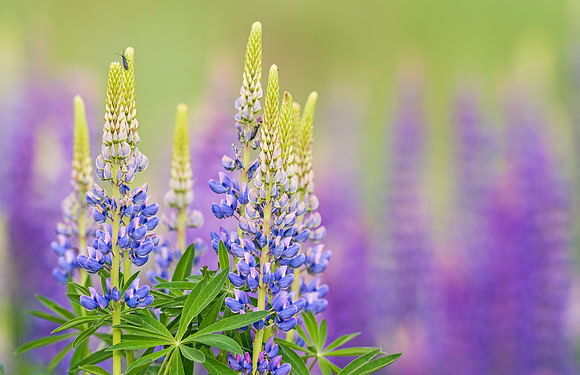 Lupines_2015_1