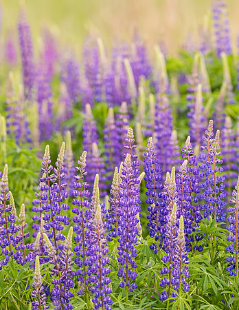 Lupines_2015_2