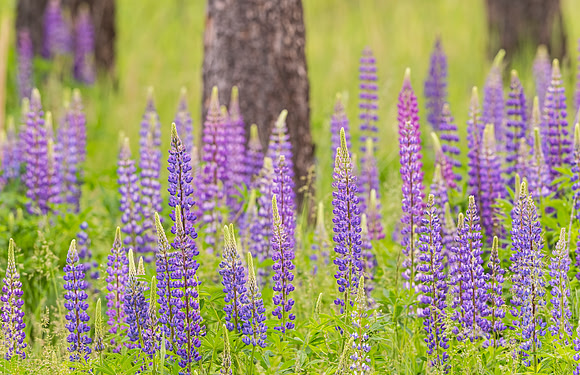 Lupines_2015_3