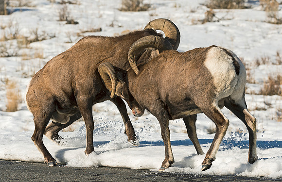 Bighorn_Ram_Battle_Shoshone_1
