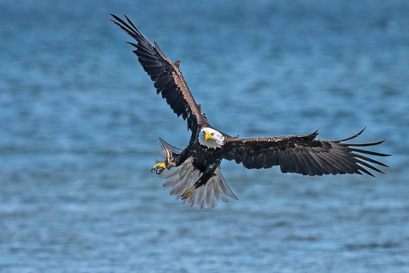 Bald_eagle_WASB_2022_45