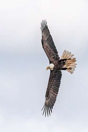 Bald_eagle_WASB_2022_50