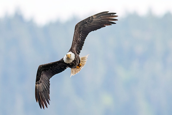 Bald_eagle_WASB_2022_51