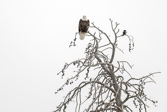Bald_eagle_YNP_2024_2