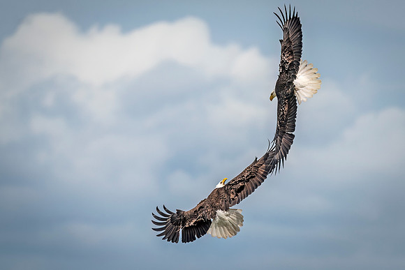Bald_eagle_WASB_2022_46