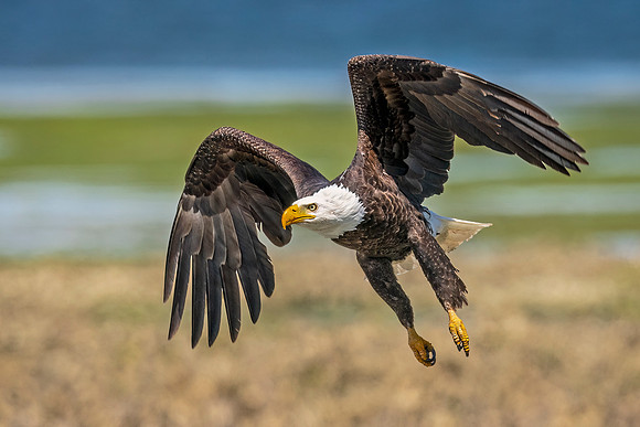 Bald_eagle_WASB_2022_44