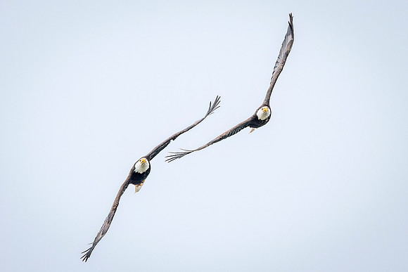 Bald_eagle_WASB_2022_43