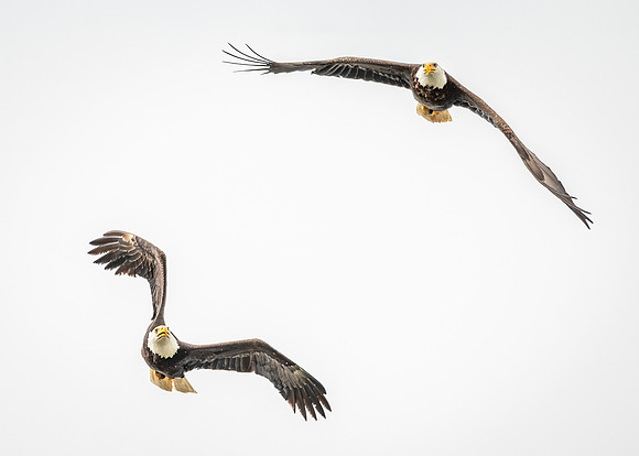 Bald_eagle_WASB_2022_42