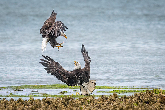 Bald_eagle_WASB_2022_41
