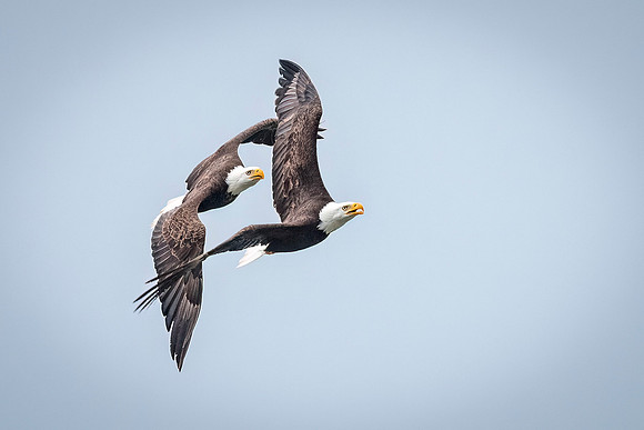 Bald_eagle_WASB_2022_26