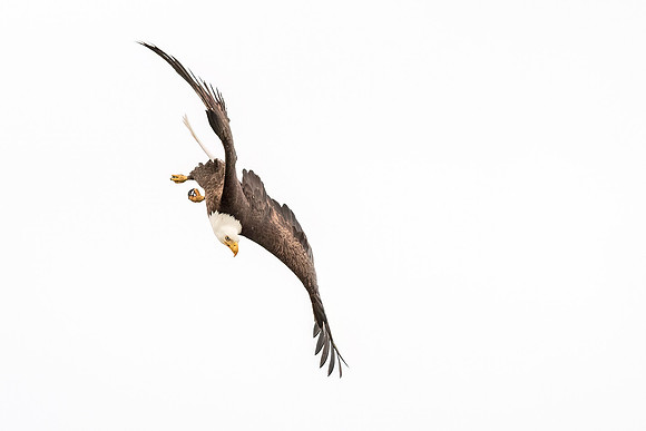 Bald_eagle_WASB_2022_37