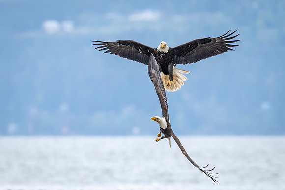 Bald_eagle_WASB_2022_33-v2
